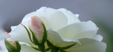 Beyaz gül yeşil izole.