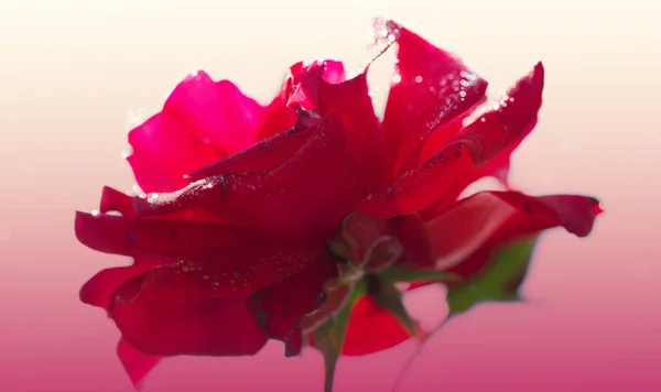 Vermelho rosa closeup com watwr gota . — Fotografia de Stock