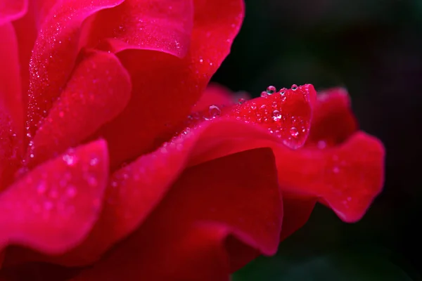 Closeup κόκκινο τριαντάφυλλο . — Φωτογραφία Αρχείου