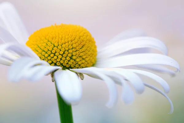 Grande fleur de marguerite blanche isolée . — Photo