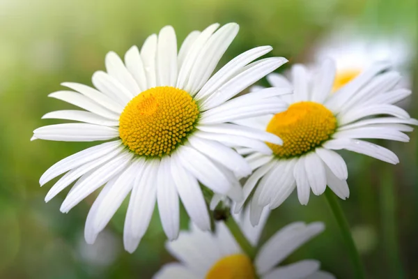 Vita stora daisy blomman isolerade. — Stockfoto