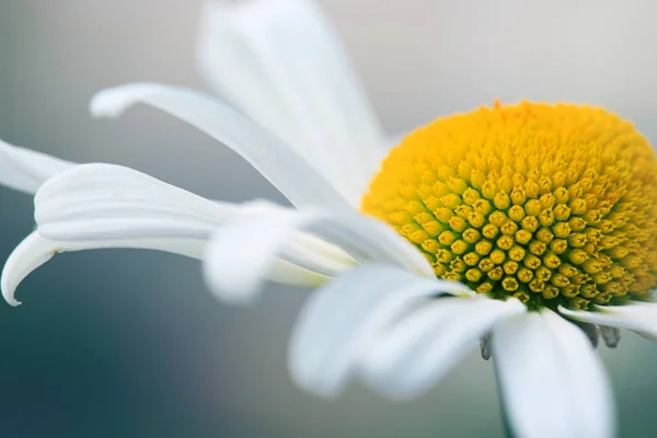 Witte grote daisy bloem geïsoleerd. — Stockfoto
