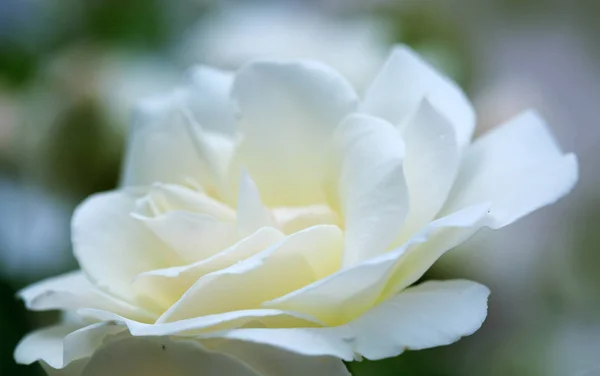 Rosa blanca aislada en verde . —  Fotos de Stock