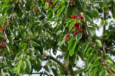 Makro aufnahme auf kırmızı kirazları.