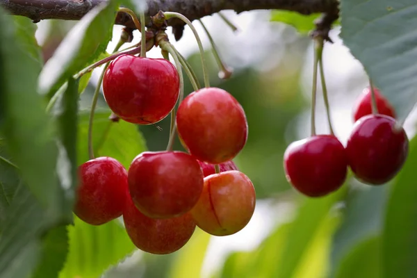 Makro aufnahme auf red cherries. — Stock fotografie