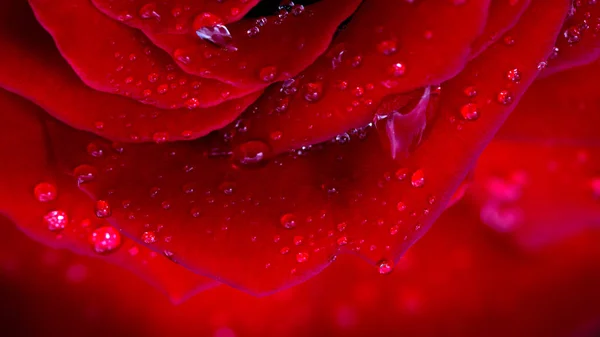 Rose rouge gros plan avec goutte d'eau . — Photo