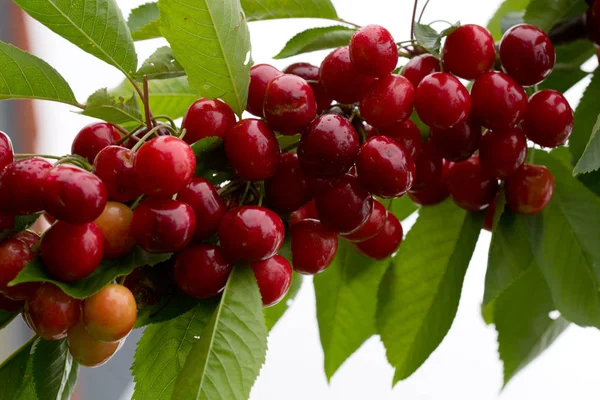 Makro aufnahme auf red cherries. — стокове фото