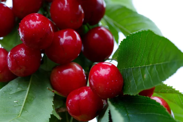 Makro aufnahme auf cerezas rojas. — Foto de Stock