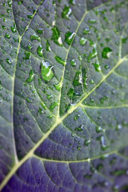 yeşil yaprak makro arka plan.