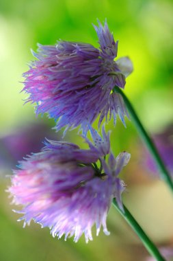 Mor Chives çiçekler.