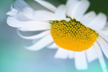 İzole beyaz büyük papatya çiçek.