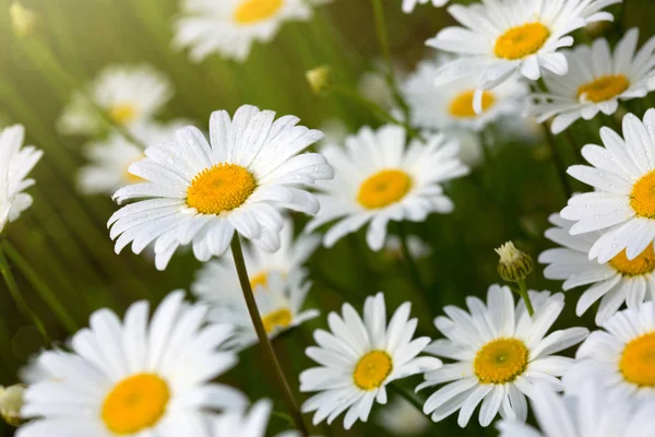 Makro Skott Vita Prästkragar Sommarträdgården — Stockfoto