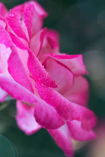 Rosa rosa close-up com watwr gota . — Fotografia de Stock