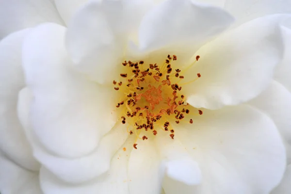 Bílá růže izolované na zelené. — Stock fotografie