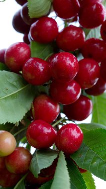 Makro aufnahme auf kırmızı kirazları.