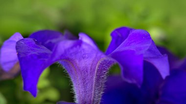 Mavi Petunya arka plan. Makro fotoğraf.