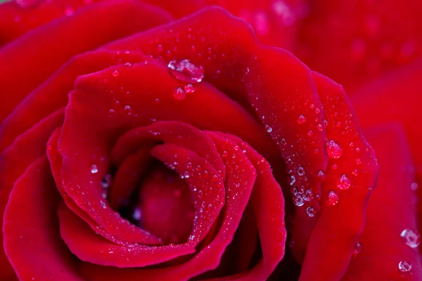 Vermelho rosa closeup com gota de água . — Fotografia de Stock