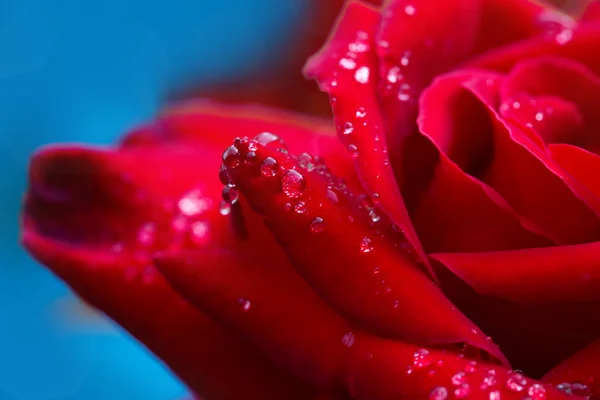 红玫瑰特写与水滴. — 图库照片