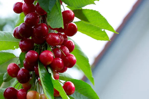 Makro aufnahme auf red cherries. — стокове фото