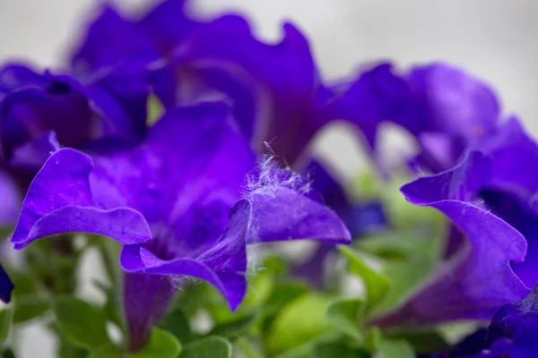 Niebieskim tle Petunie. Fotografia makro. — Zdjęcie stockowe