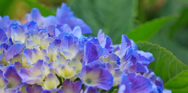 Fond bleu hortensia. Macro photo . — Photo