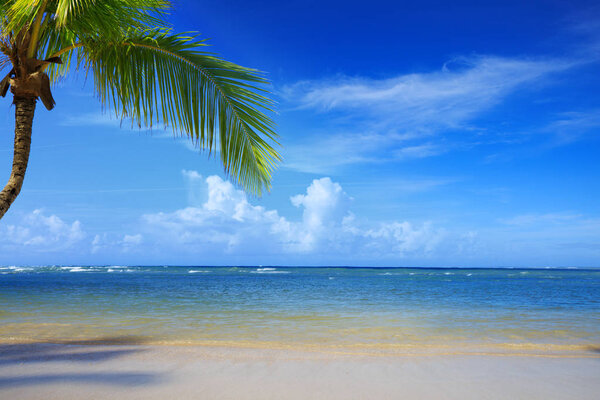 Пальма на белом пляже. Путешествия
.