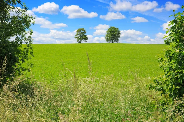 Árboles en pradera verde . —  Fotos de Stock