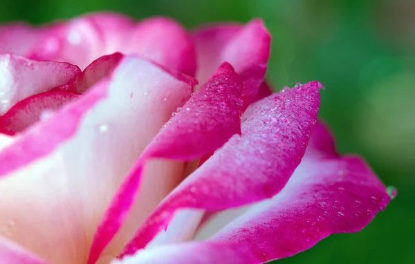 Rosa rosa primer plano con gotas de agua. — Foto de Stock
