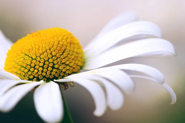 Witte grote daisy bloem geïsoleerd. — Stockfoto