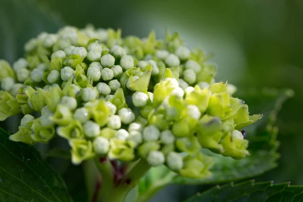 Hortensja białe tło. Fotografia makro. — Zdjęcie stockowe