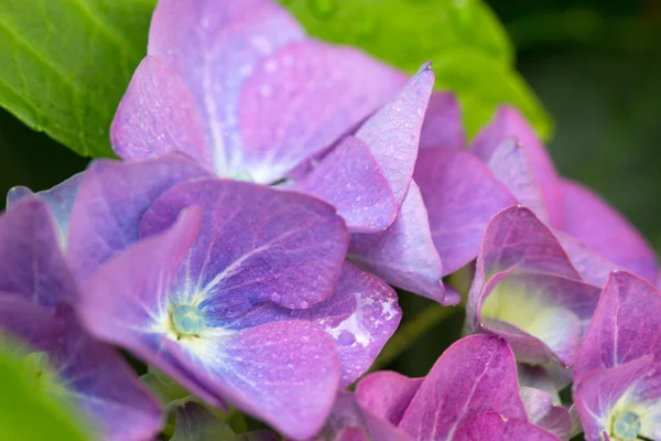 Fond d'hortensia violet. Macro photo . — Photo