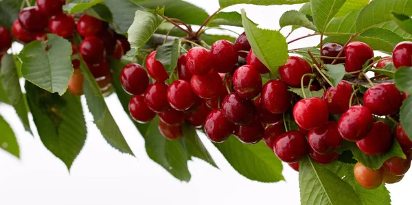 Makro aufnahme auf red cherries. — стокове фото