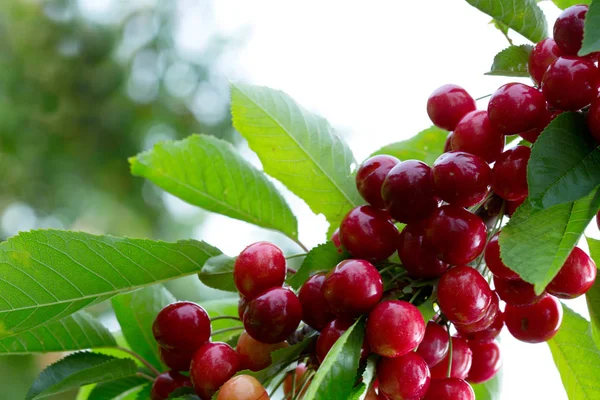 Makro aufnahme auf cerezas rojas. — Foto de Stock