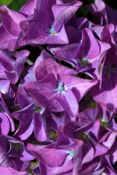 Purple Hydrangea background. Macro photo. — Stock Photo, Image