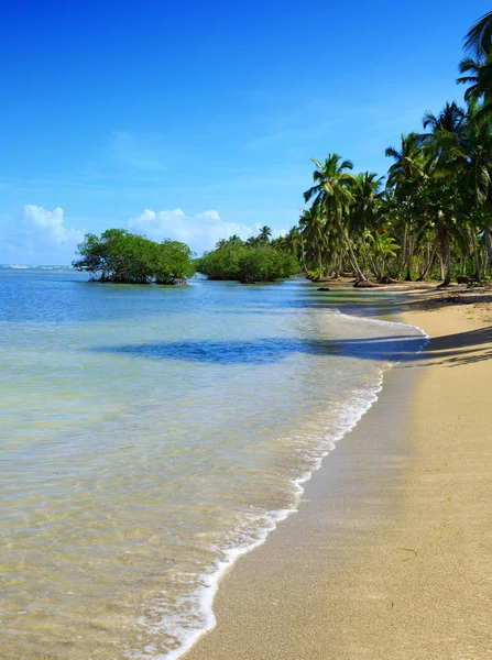 Handflatorna på en strand i Karibien. — Stockfoto