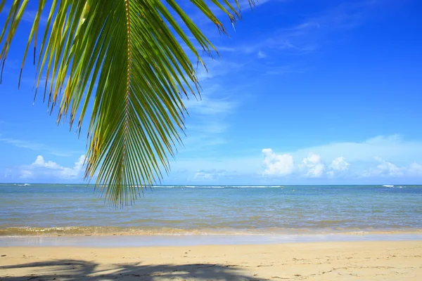 Palmy na białym tropikalnej plaży. Podróż. — Zdjęcie stockowe