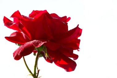 Beyaz izole kırmızı gül. Makro çekim su damlaları ile kırmızı bir gül.