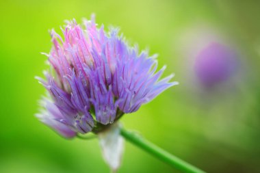 Yeşil izole mor Chives çiçekler arka plan bulanıklık.