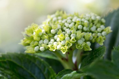 Beyaz ortanca arka plan. Makro fotoğraf.