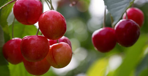 Makro aufnahme auf red cherries. — стокове фото
