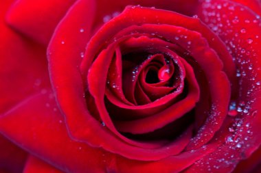 Kırmızı gül tatlı su damlası ile.