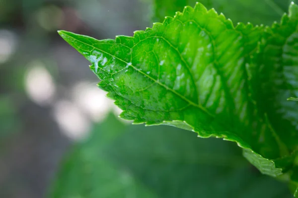 Latar belakang makro daun hijau . — Stok Foto