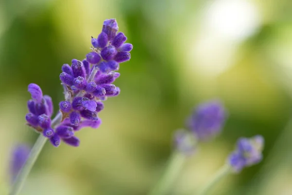 Lavendel blommor närbild isolerad på grön bakgrund. — Stockfoto