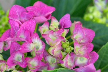 Puink ortanca arka plan. Makro fotoğraf.