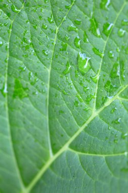 Yeşil yaprak ve su damla makro arka plan .