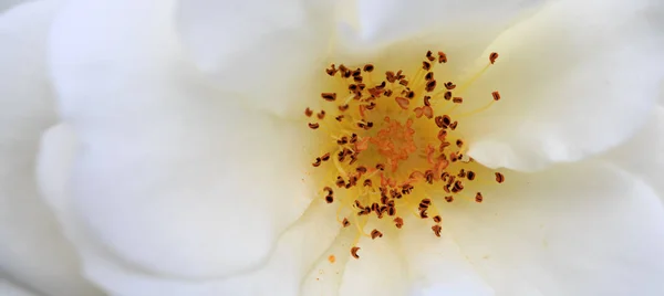 Bílá růže izolované na zelenou. Květiny pozadí. — Stock fotografie