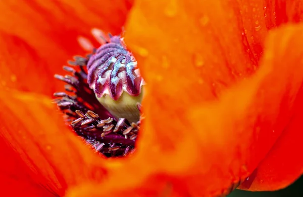 Macro de papoula vermelha em plena floração . — Fotografia de Stock