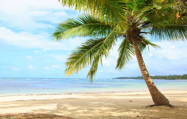 Palmera en playa tropical blanca. Fondo de viaje . — Foto de Stock