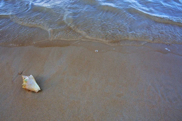 Coquille de mer sur la plage tropicale. Paysage marin d'été . — Photo