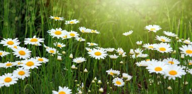Beyaz papatya çiçekleriyle dolu yaz tarlası. Çiçek arkaplanı.